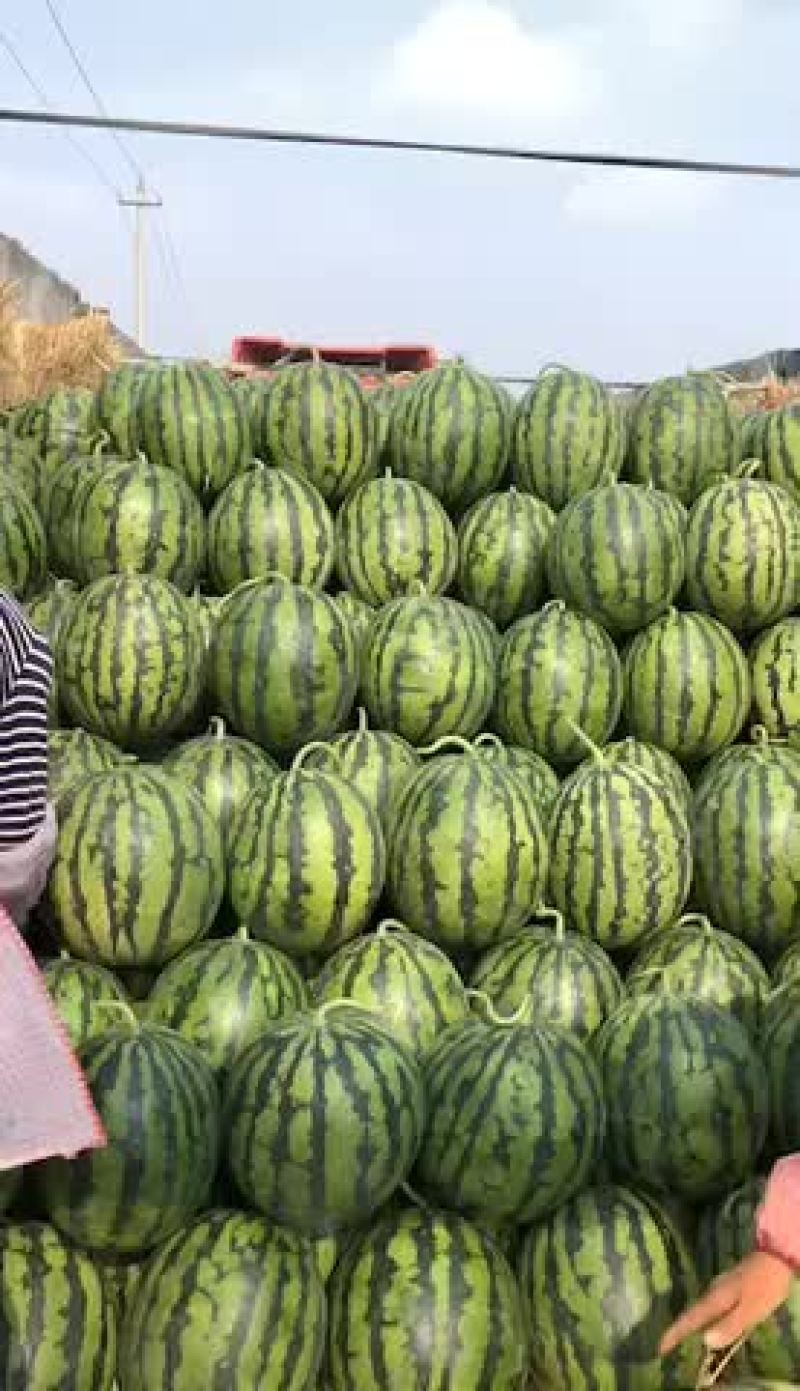 山东潍坊昌乐西瓜大量上市落价中