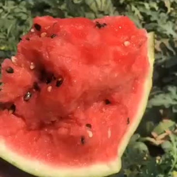 山东潍坊昌乐西瓜大量上市落价中