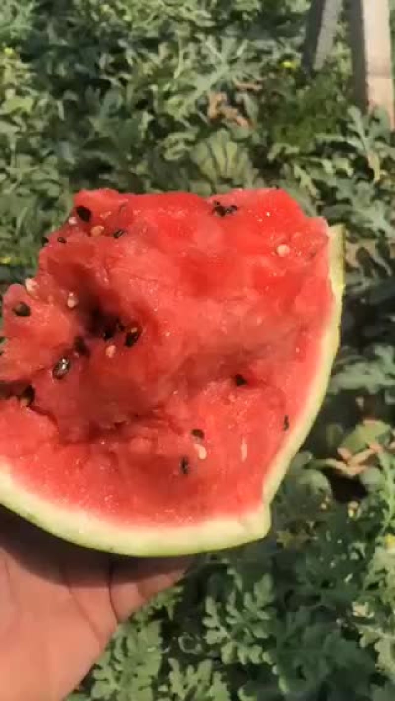 山东潍坊昌乐西瓜大量上市落价中