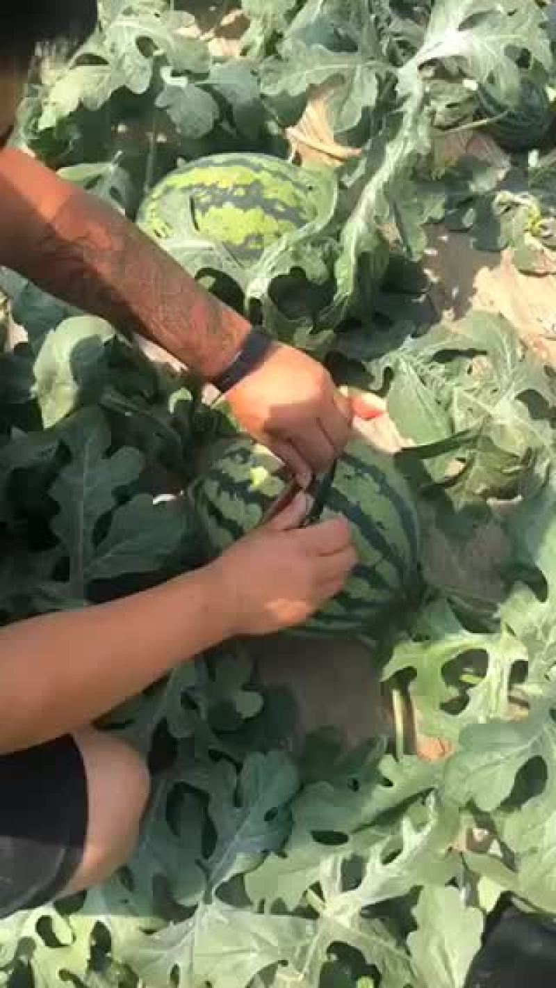 山东潍坊昌乐西瓜大量上市落价中