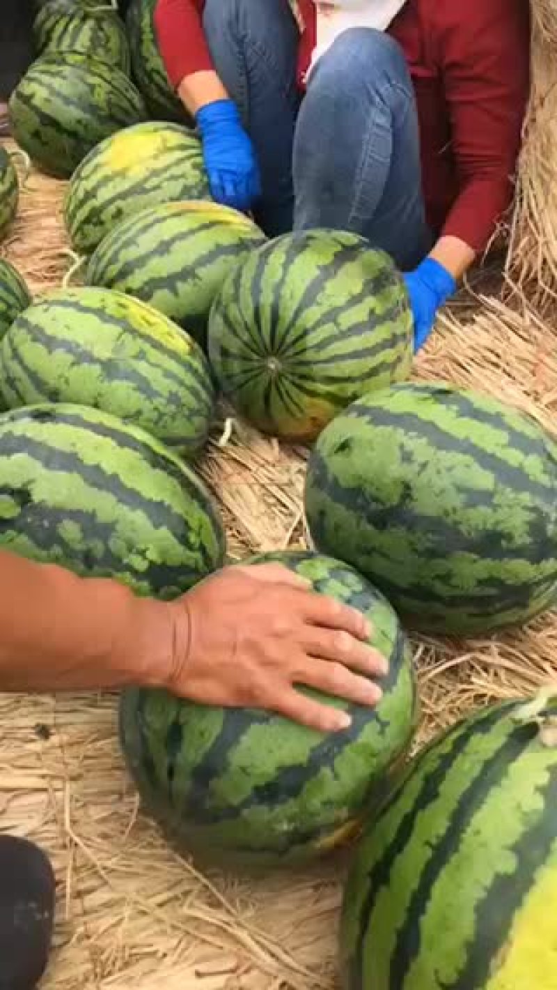 山东潍坊昌乐西瓜大量上市落价中