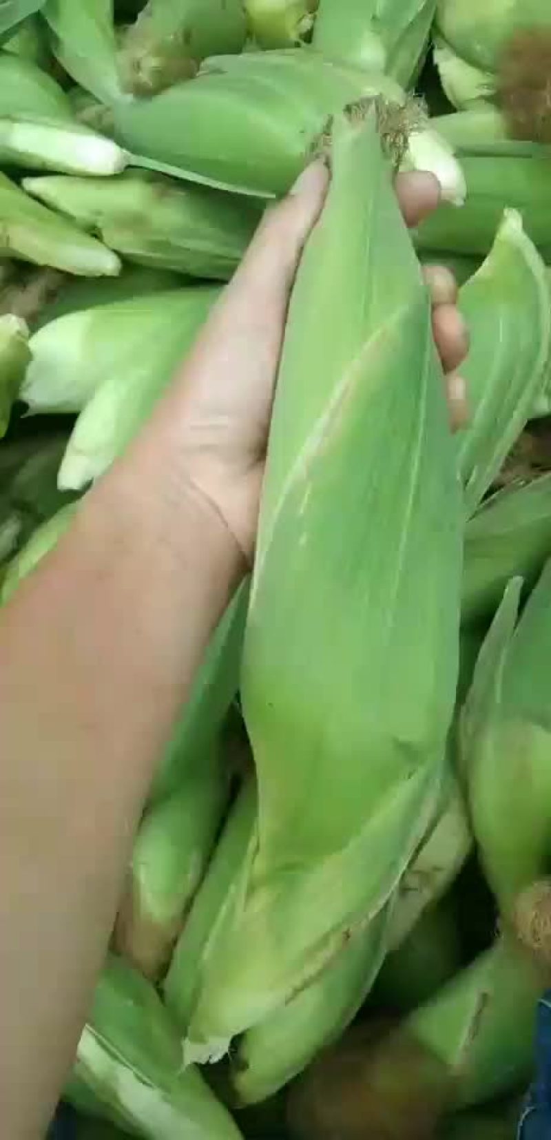 万糯2000白玉米八两一个左右精品