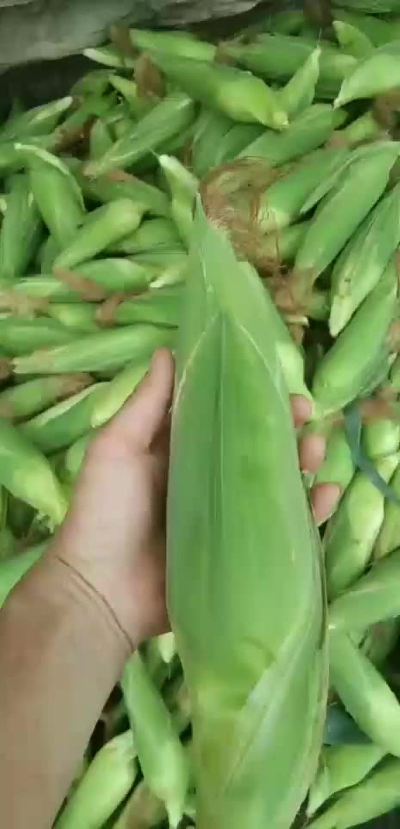 万糯2000白玉米八两一个左右精品