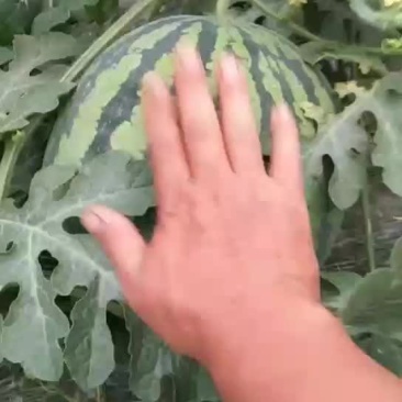 西瓜