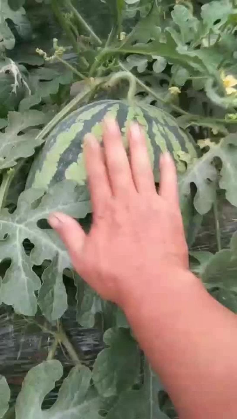 西瓜