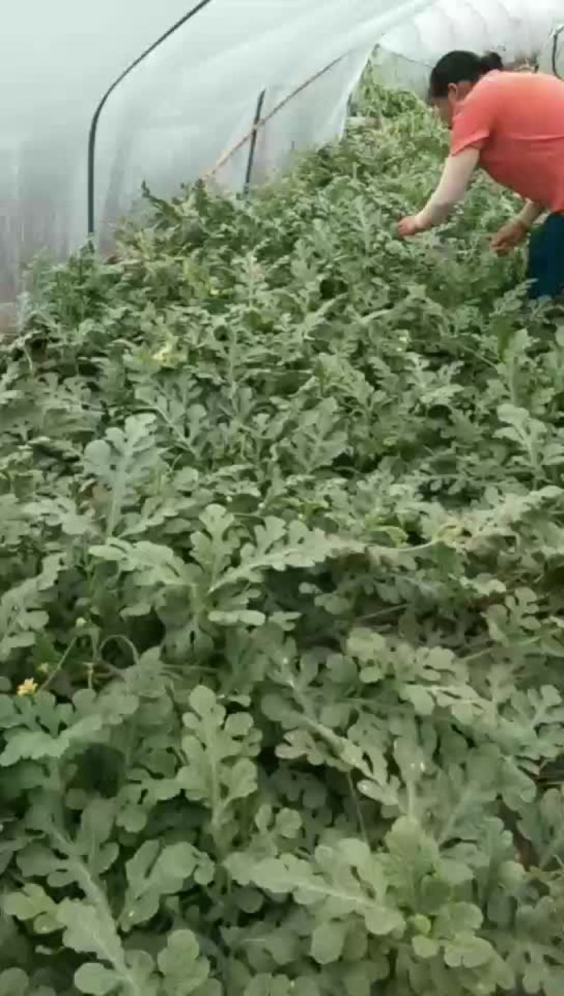 西瓜