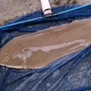 天然海水养殖幼鳞龙舌鱼