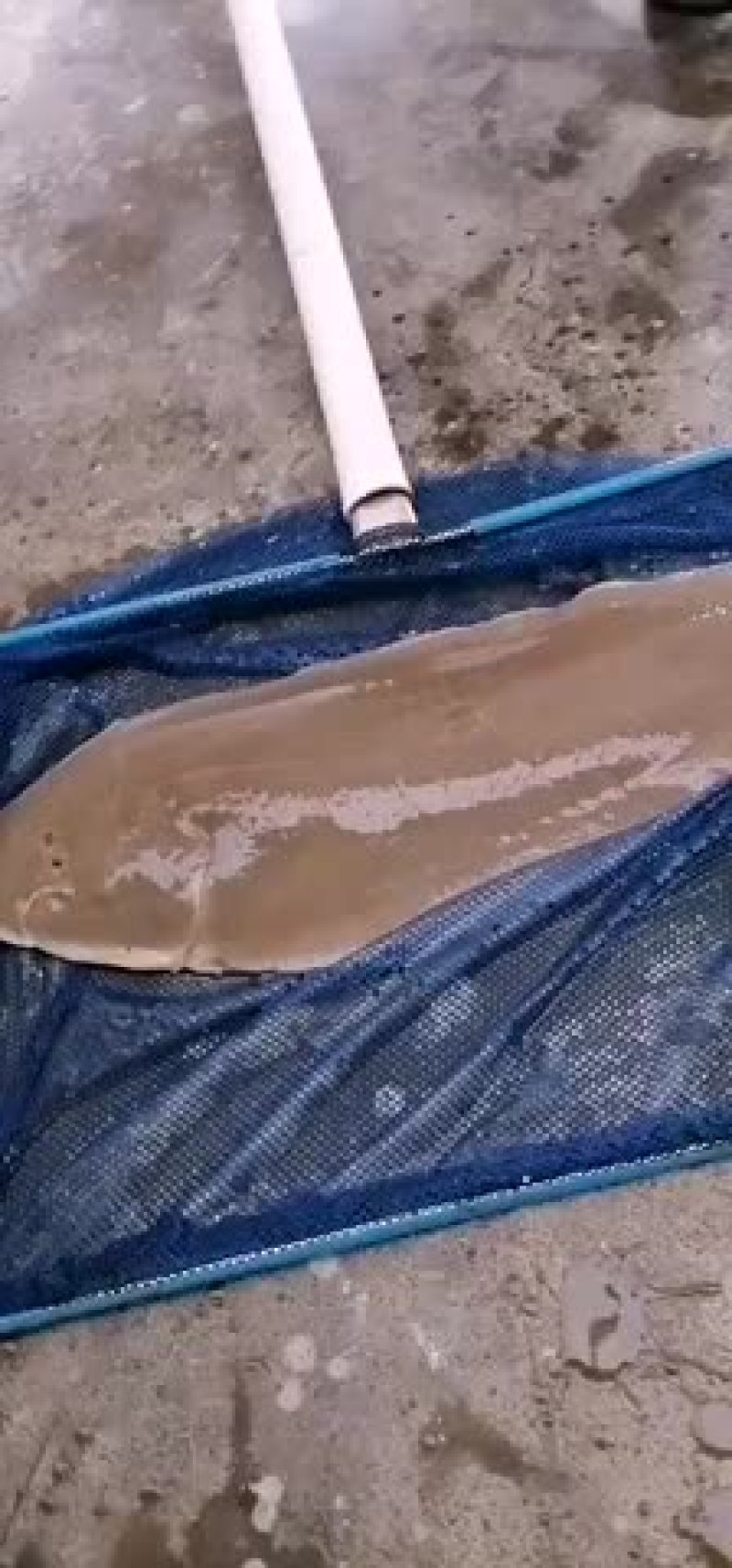 天然海水养殖幼鳞龙舌鱼