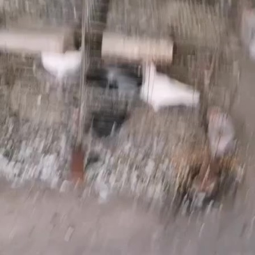 鸽子