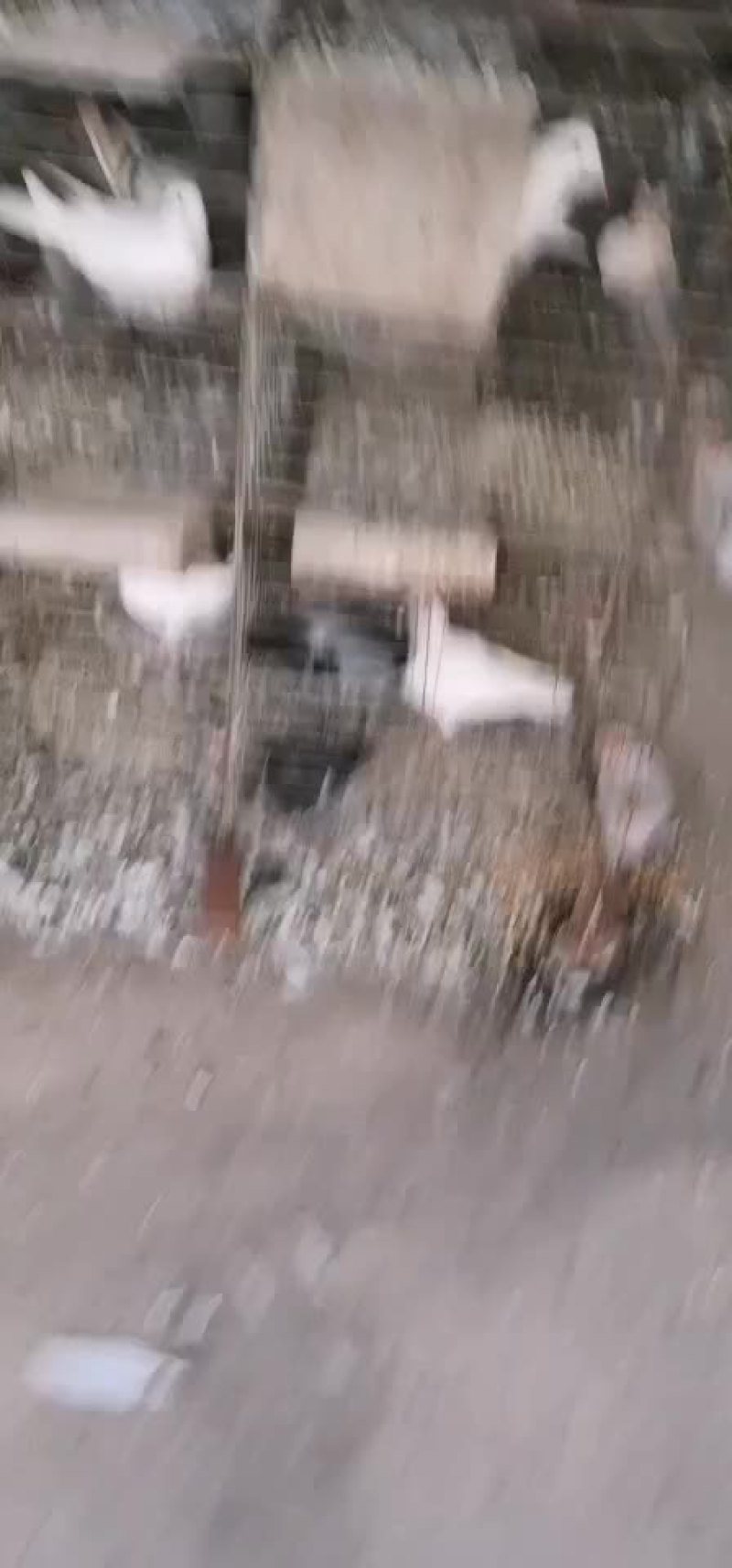 鸽子