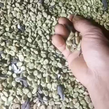 蚕豆，5斤25元包邮，小颗粒，老种子，吃一粒，儿时忆。