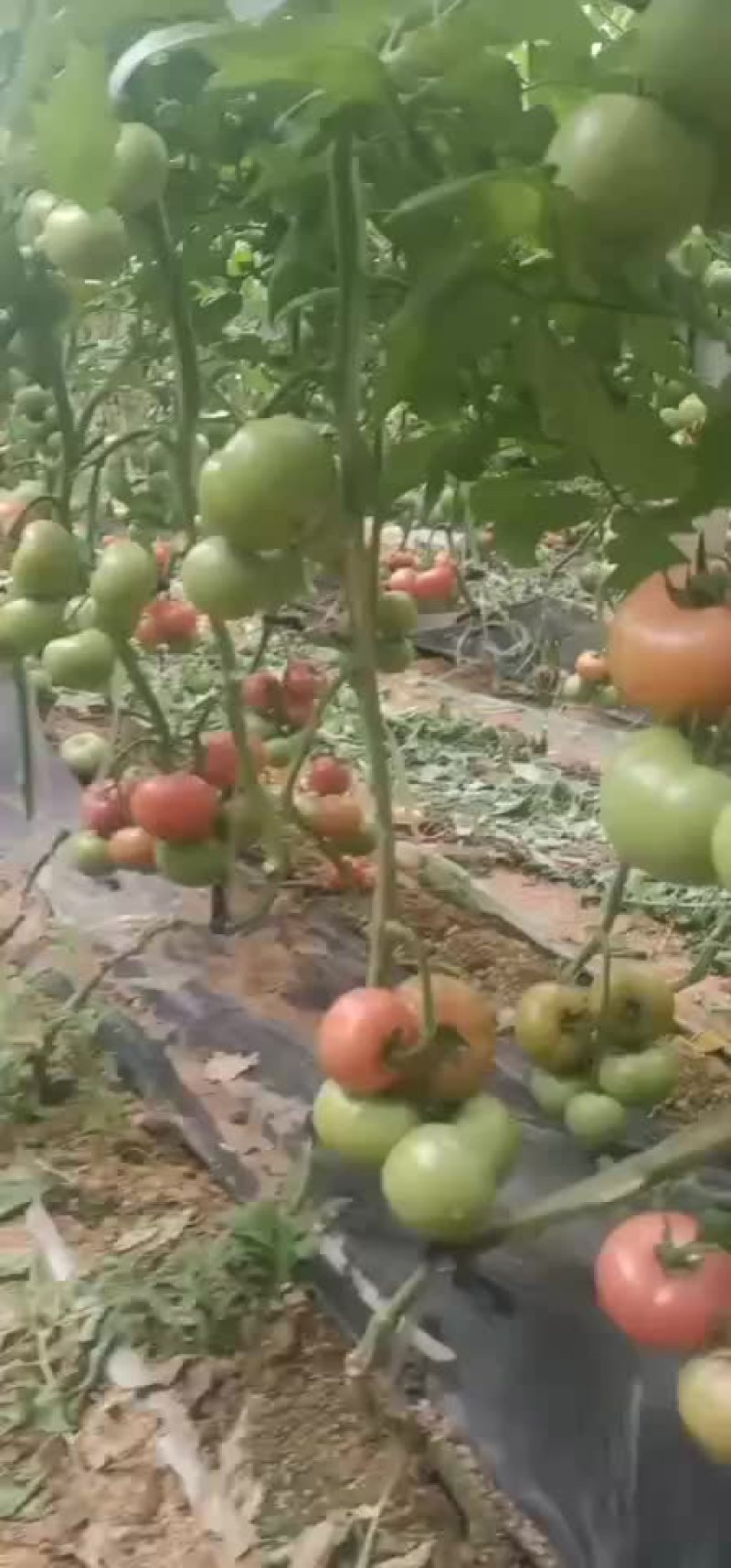 硬粉西红柿