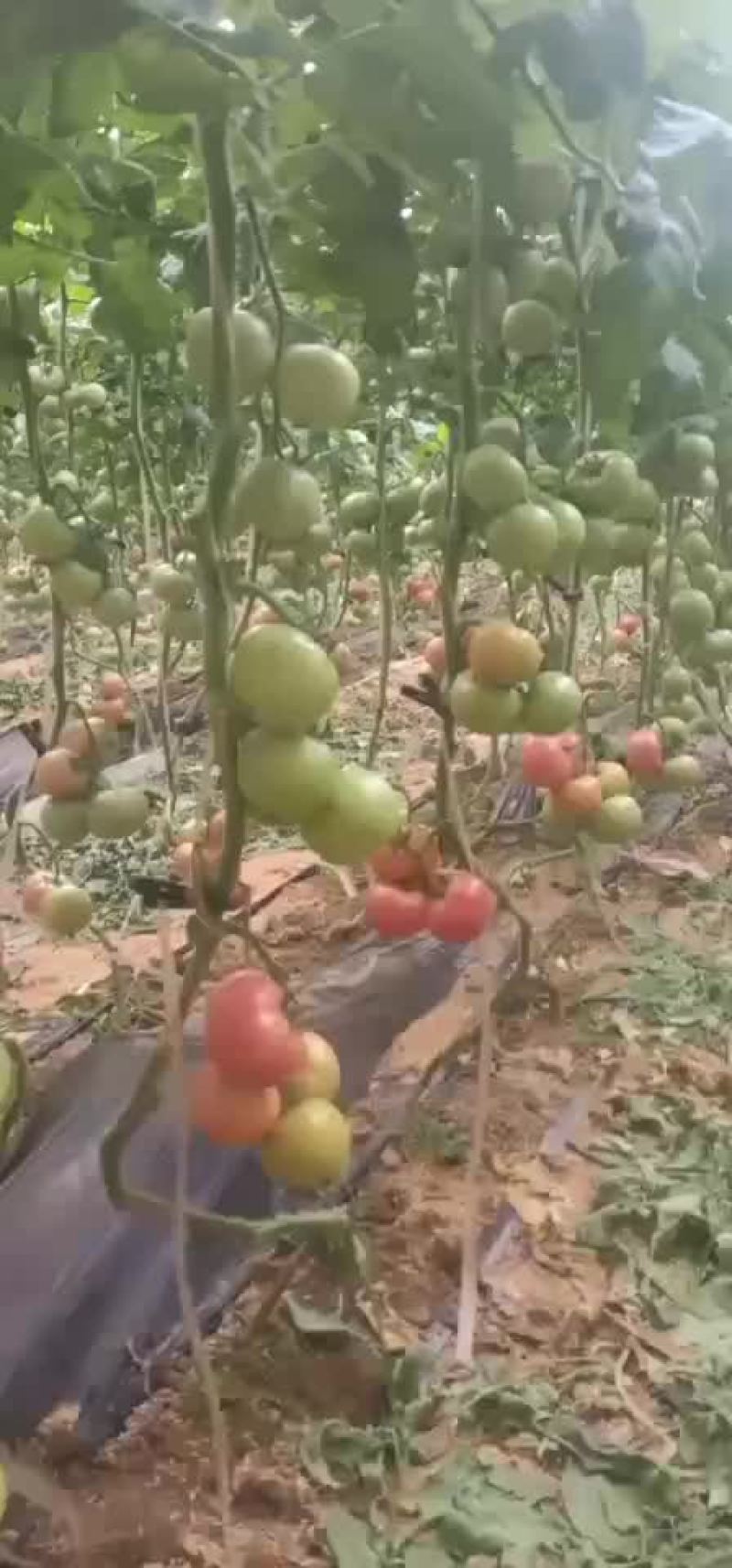 硬粉西红柿