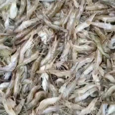 河虾