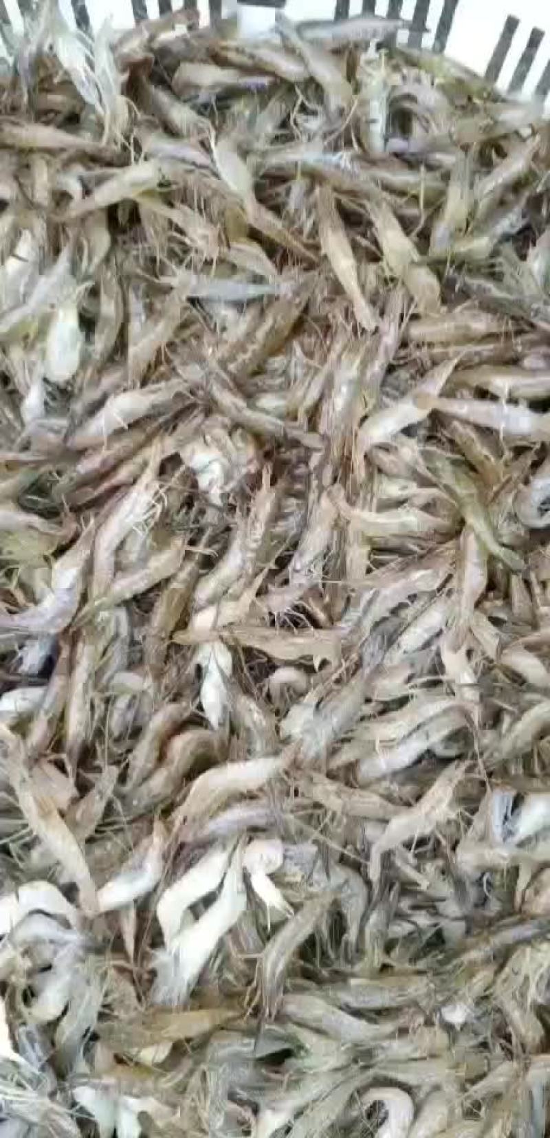 河虾