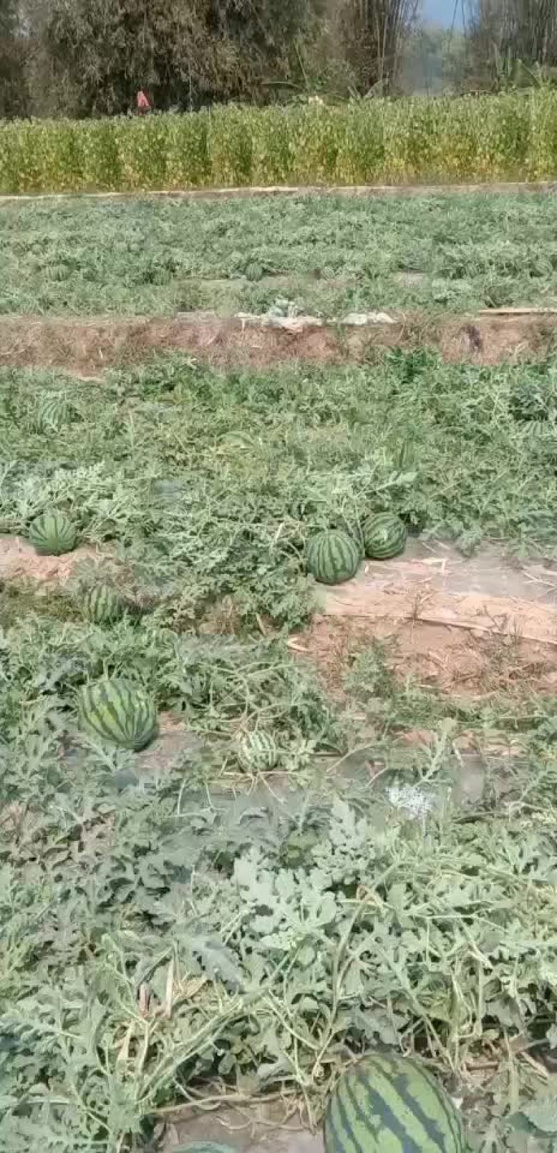 西瓜广东万亩西瓜产地供应基地市场果电商果加工果