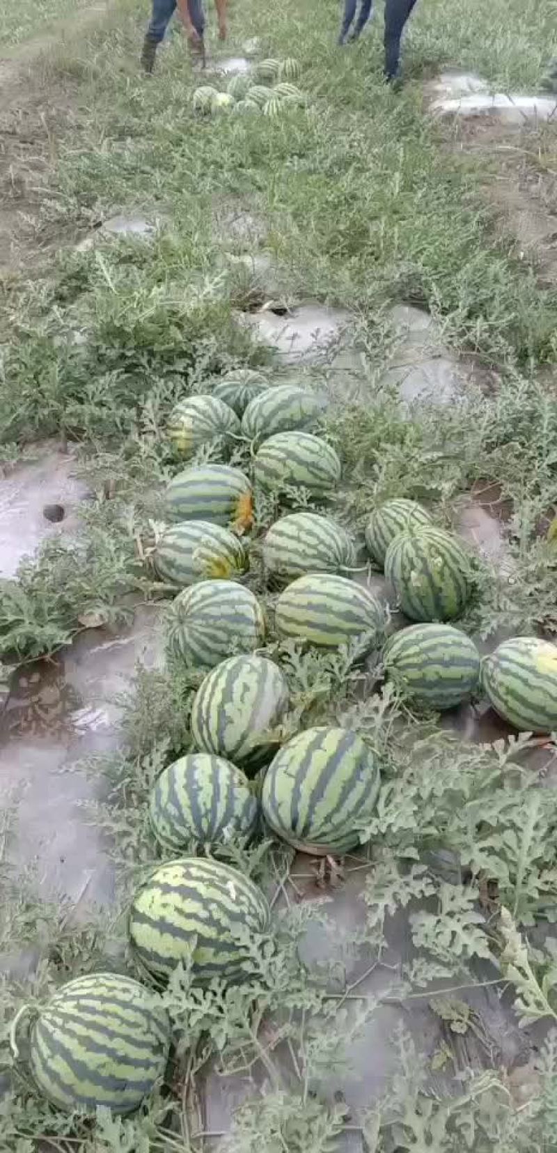西瓜广东万亩西瓜产地供应基地市场果电商果加工果