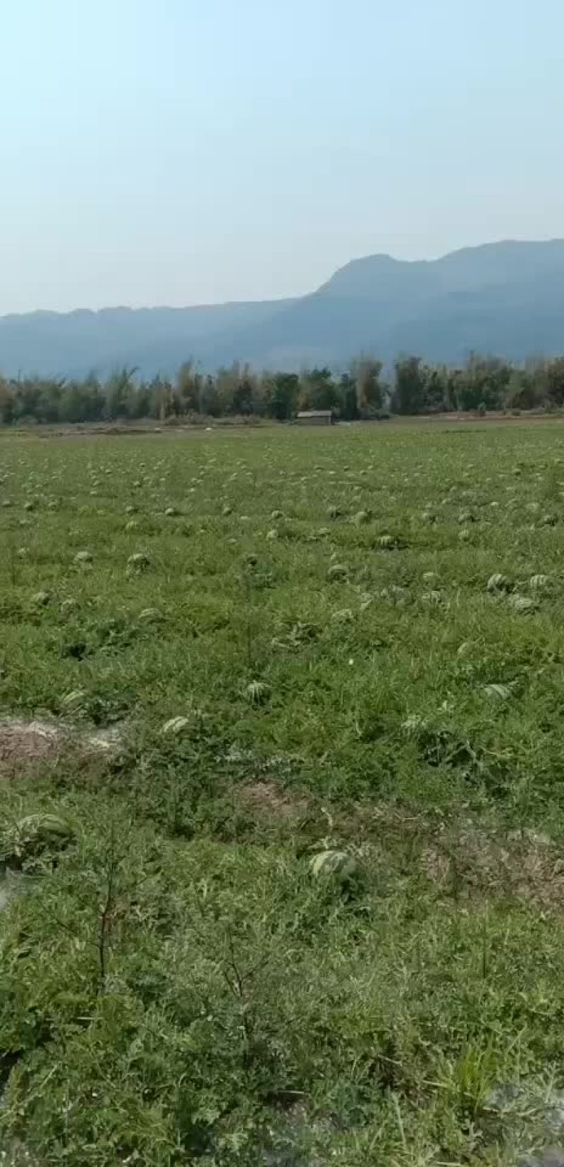 西瓜广东万亩西瓜产地供应基地市场果电商果加工果