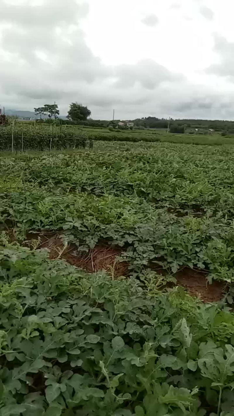 西瓜广东万亩西瓜产地供应基地市场果电商果加工果