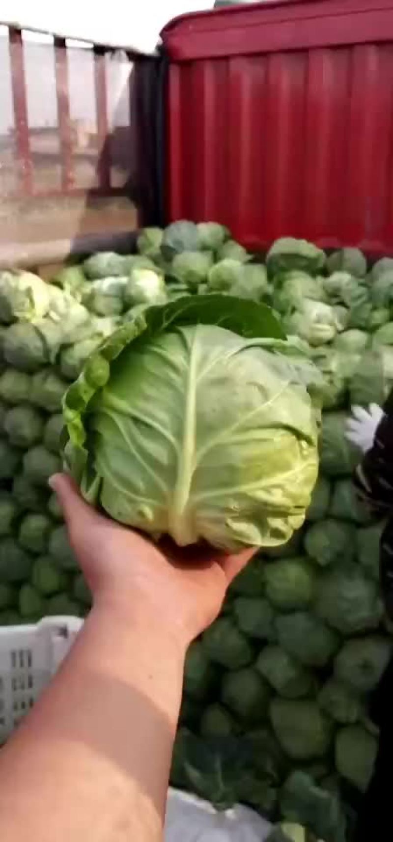 山西甘蓝圆包菜新货上市可(散装袋装)精品质量