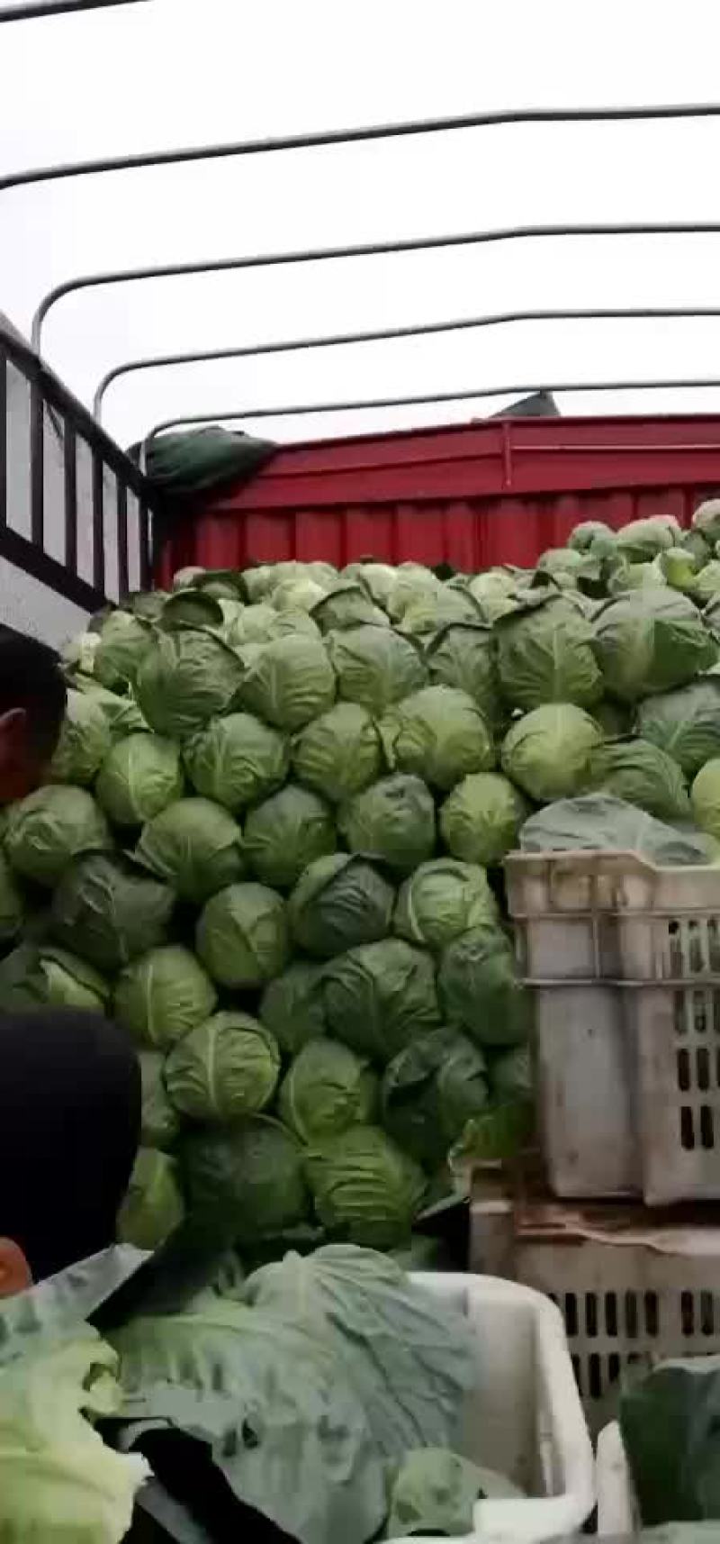 山西甘蓝圆包菜新货上市可(散装袋装)精品质量