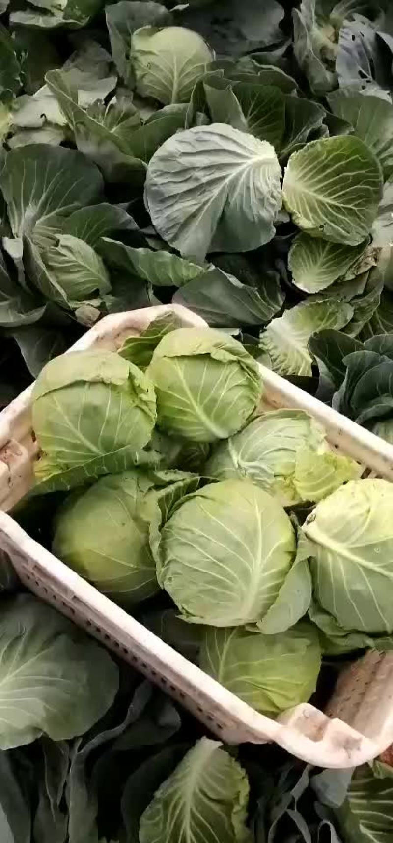 山西甘蓝圆包菜新货上市可(散装袋装)精品质量