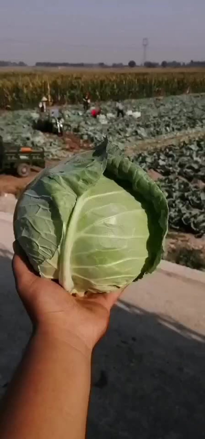 山西甘蓝圆包菜新货上市可(散装袋装)精品质量