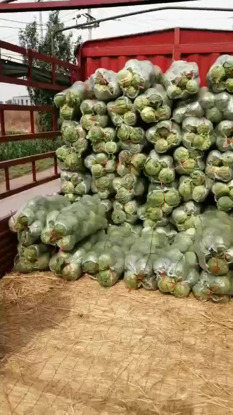 山西甘蓝圆包菜新货上市可(散装袋装)精品质量