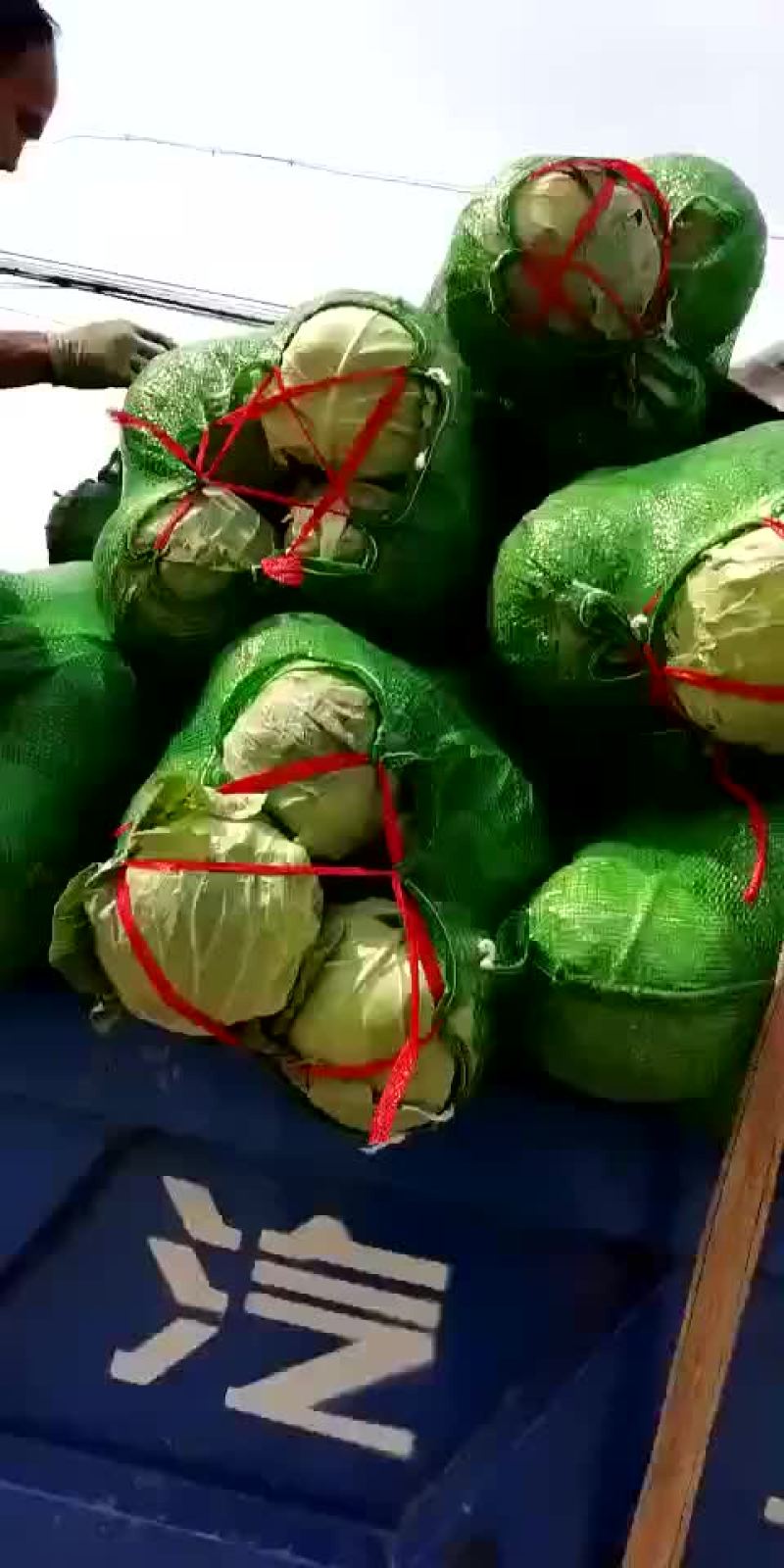 山西甘蓝圆包菜新货上市可(散装袋装)精品质量