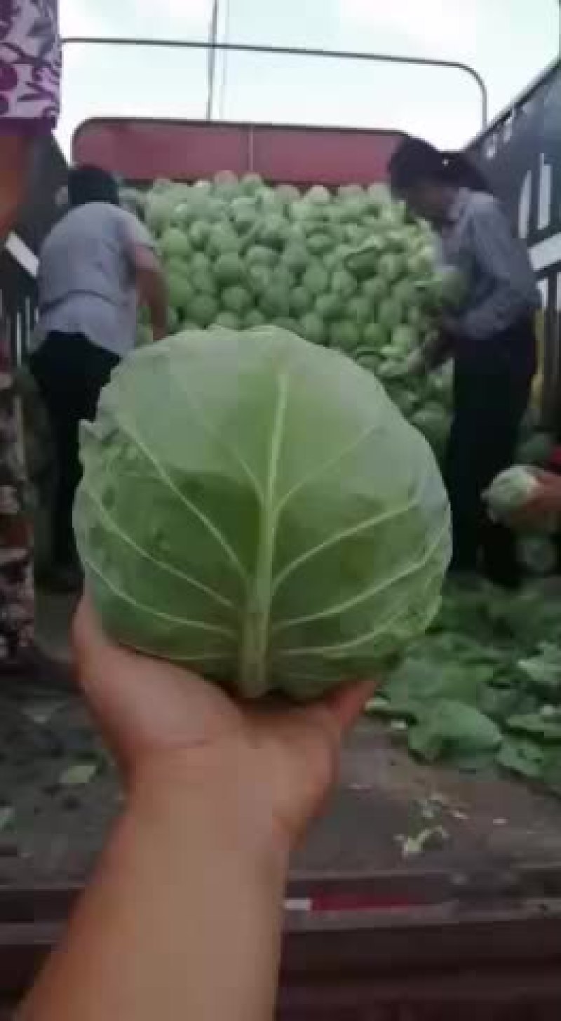 山西甘蓝圆包菜新货上市可(散装袋装)精品质量