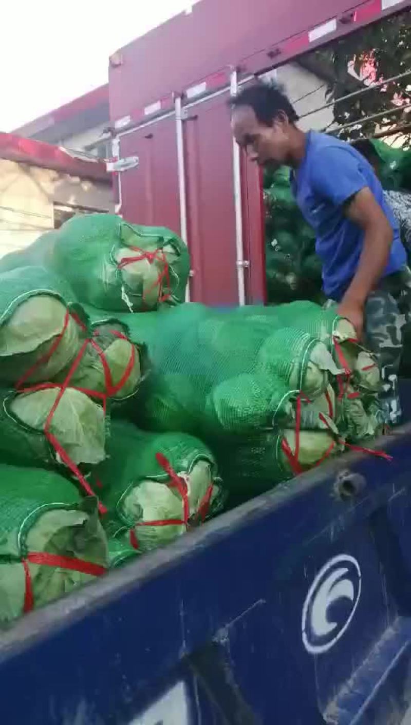 山西甘蓝圆包菜新货上市可(散装袋装)精品质量