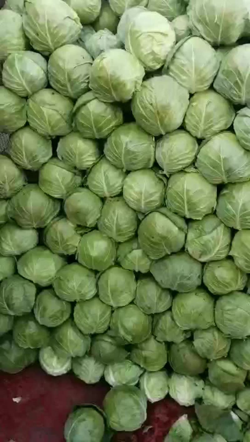 山西甘蓝圆包菜新货上市可(散装袋装)精品质量