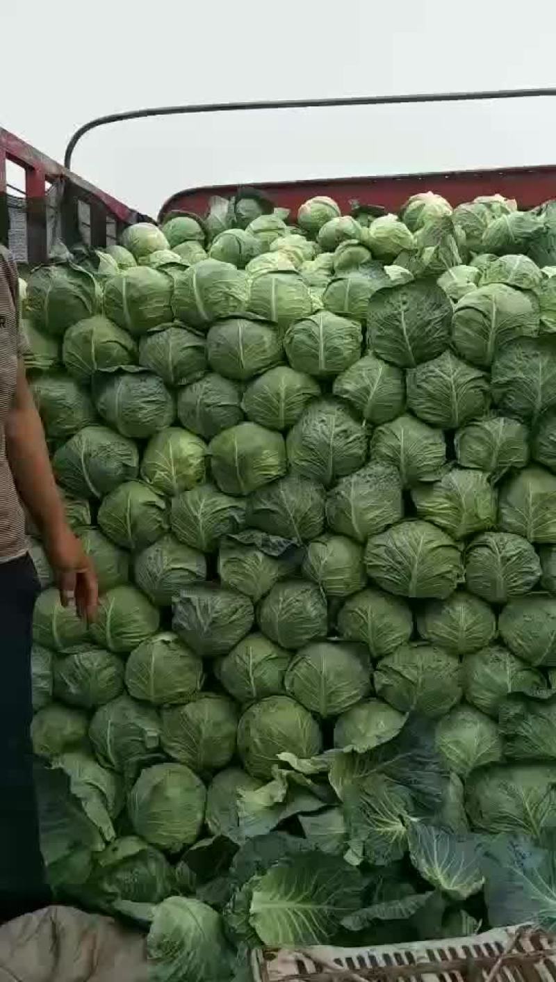 山西甘蓝圆包菜新货上市可(散装袋装)精品质量