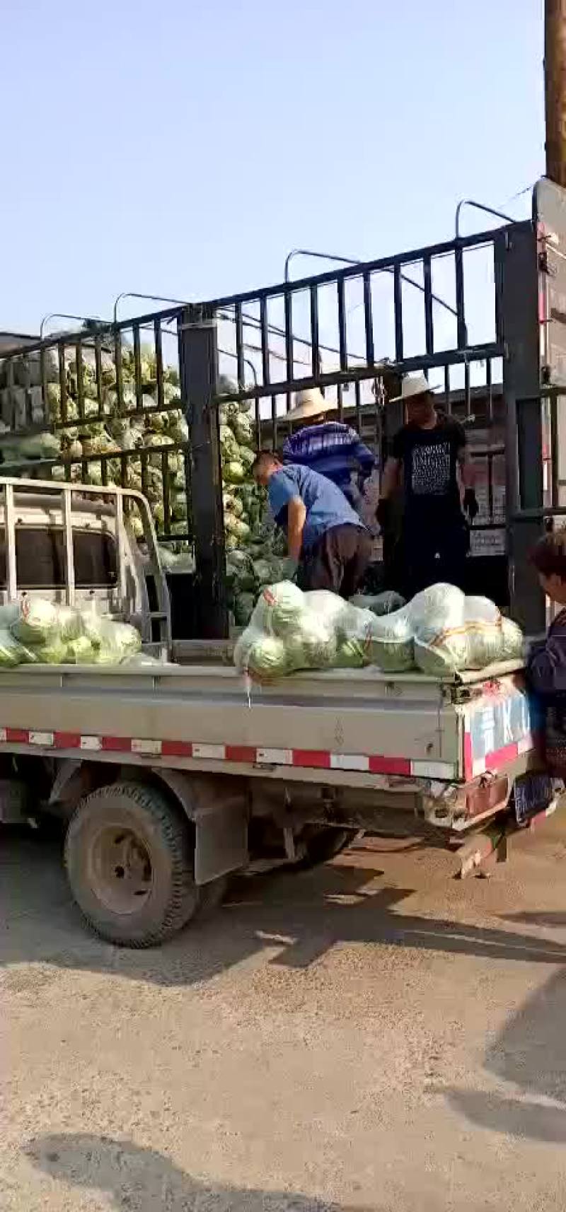 山西甘蓝圆包菜新货上市可(散装袋装)精品质量