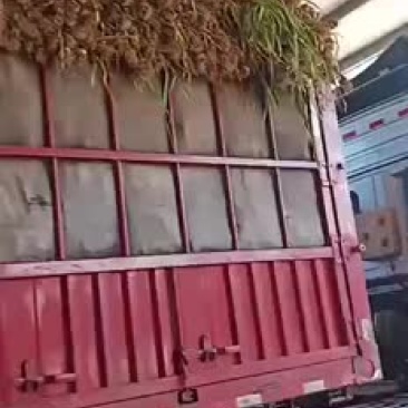 临清大蒜市场蒜太多了，老板们抓紧来收货