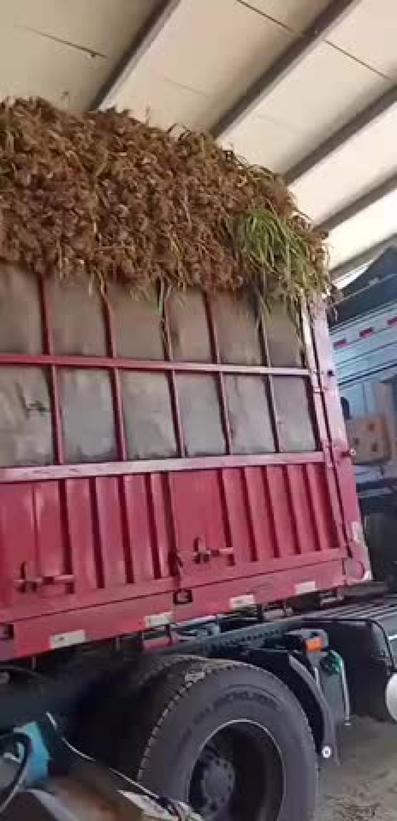 临清大蒜市场蒜太多了，老板们抓紧来收货
