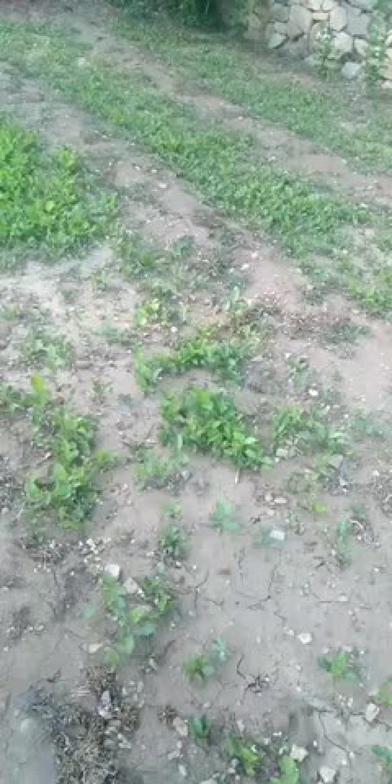 两年的苍术苗