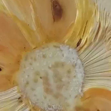菠萝蜜苗：越南红、泰八