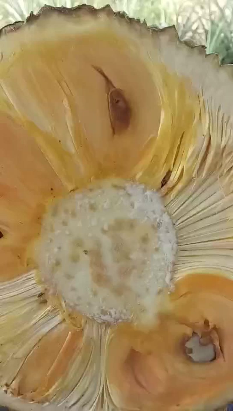 菠萝蜜苗：越南红、泰八