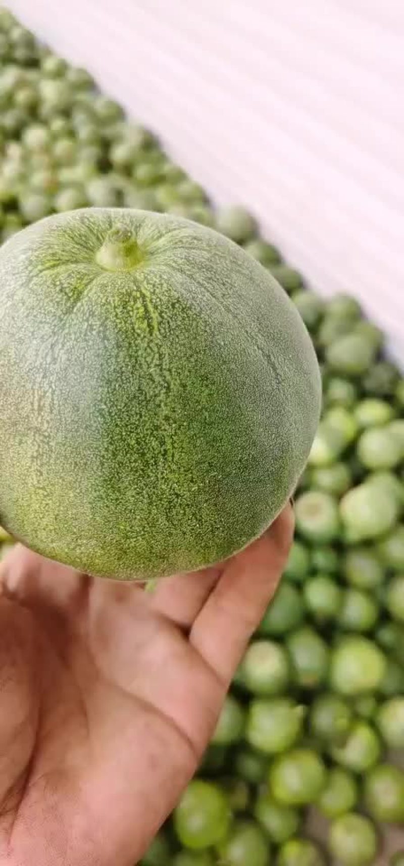 甜瓜