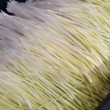 精品韭黄