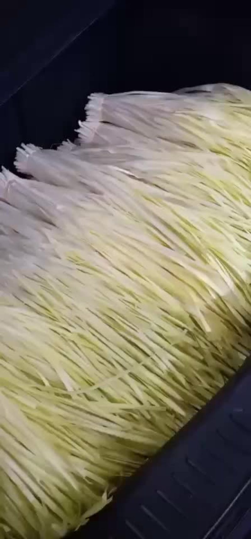 精品韭黄