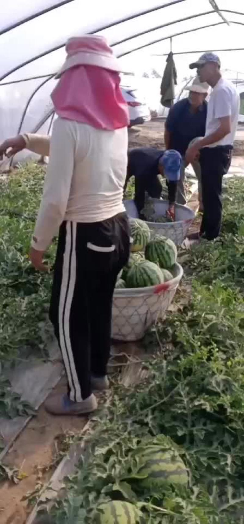 精品美都西瓜