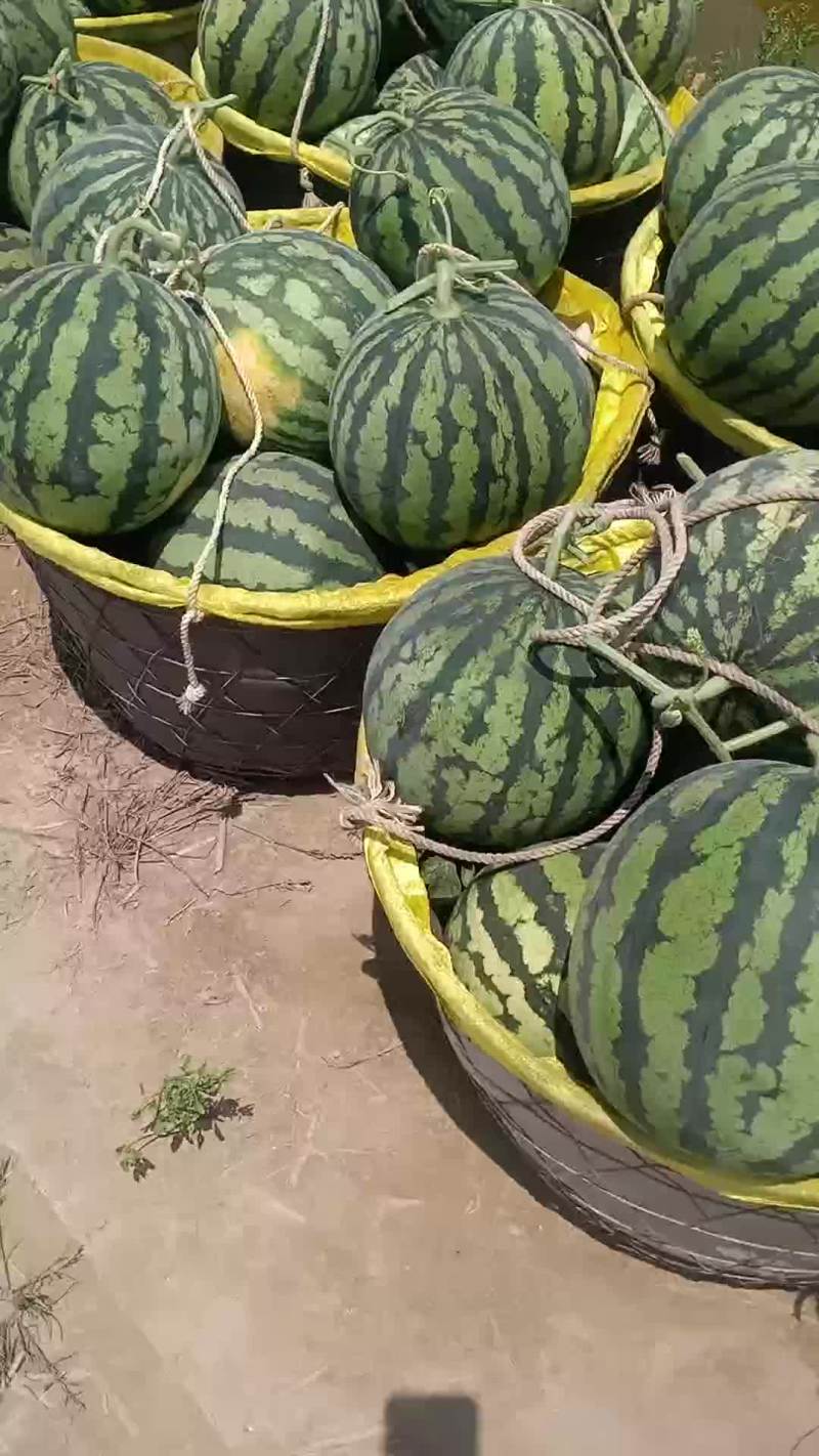 精品美都西瓜