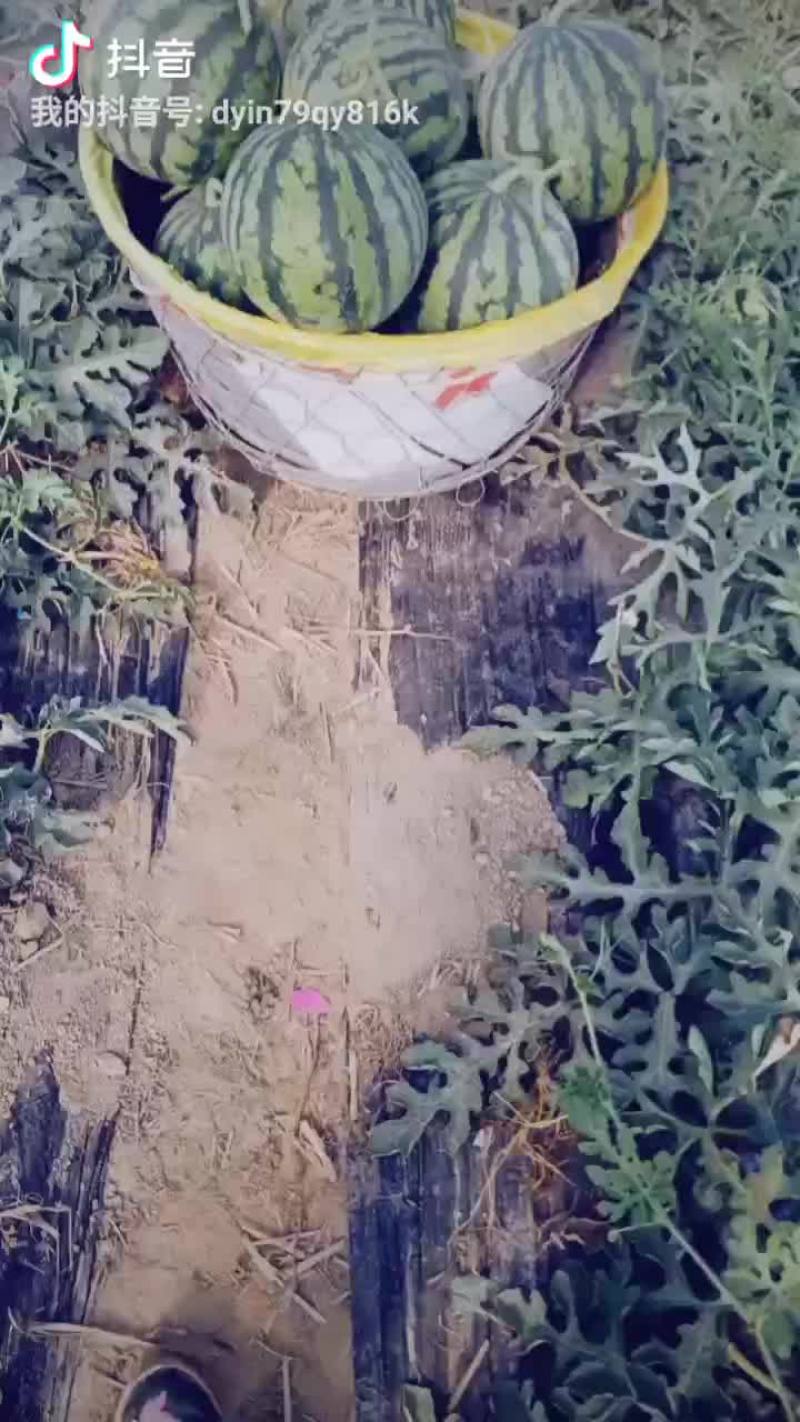 精品美都西瓜