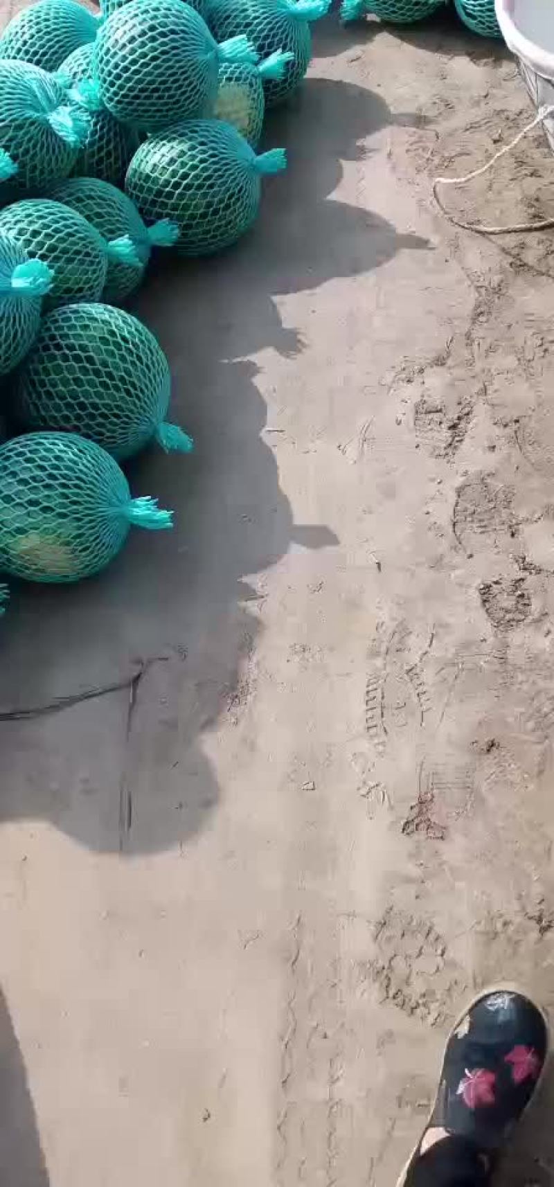 精品美都西瓜