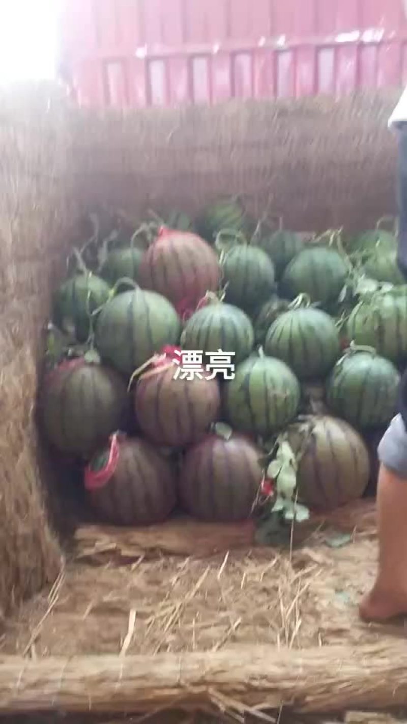 精品京欣西瓜大量上市中
