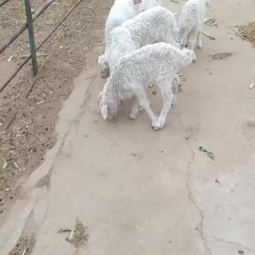 自家成群羊不想养了