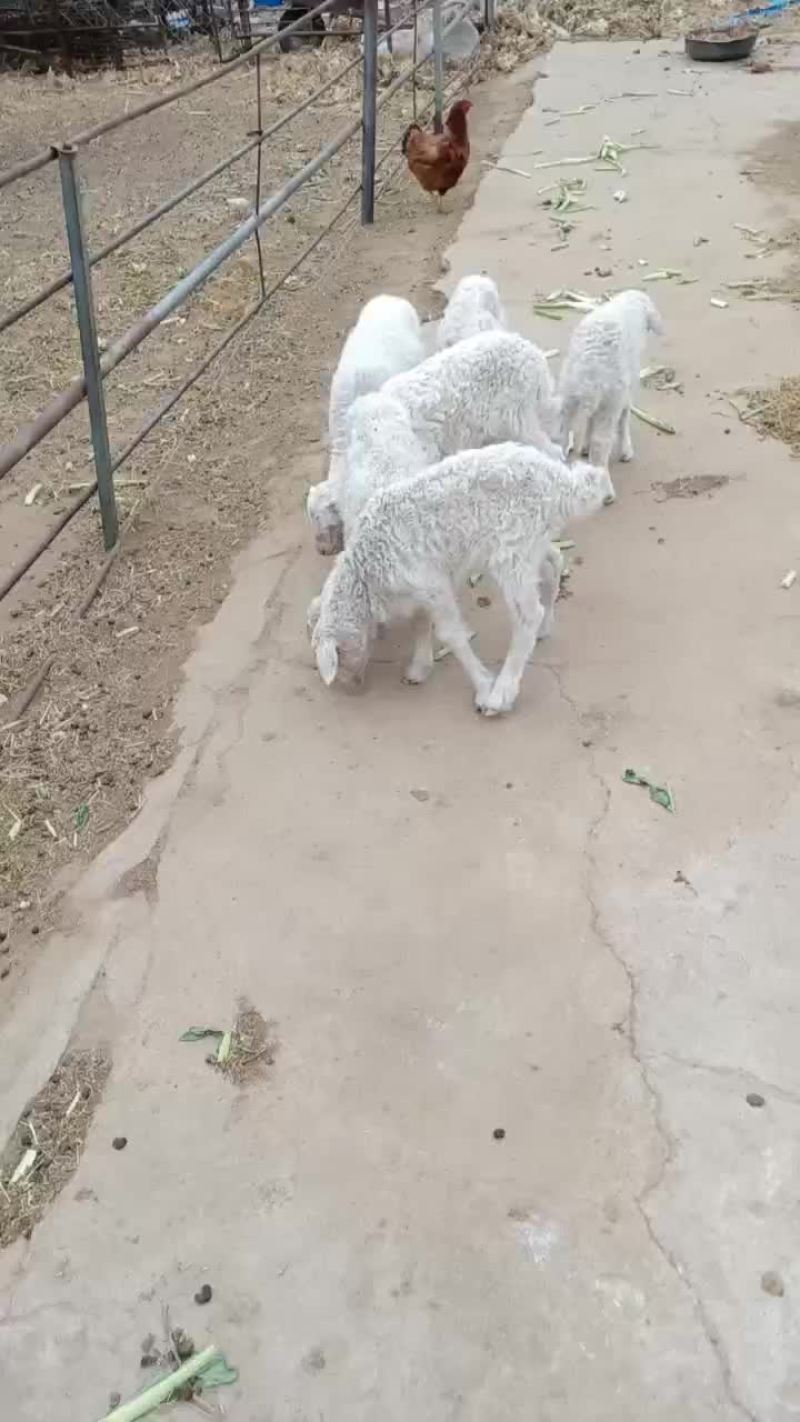 自家成群羊不想养了