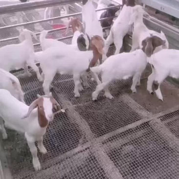 山羊苗供应中